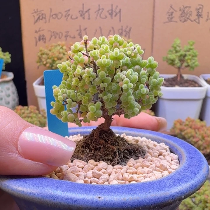 c66号蜜橘清台福利价带盆发