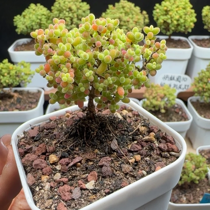 11号蜜橘6.5口径盆