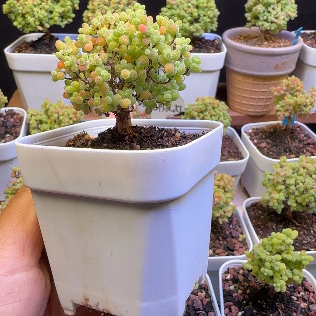 18号蜜橘6.5口径盆