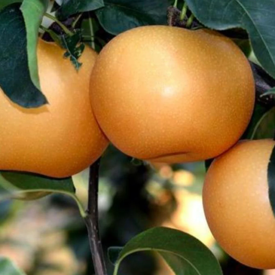 【川渝外】盘龙-秋月梨-5斤装