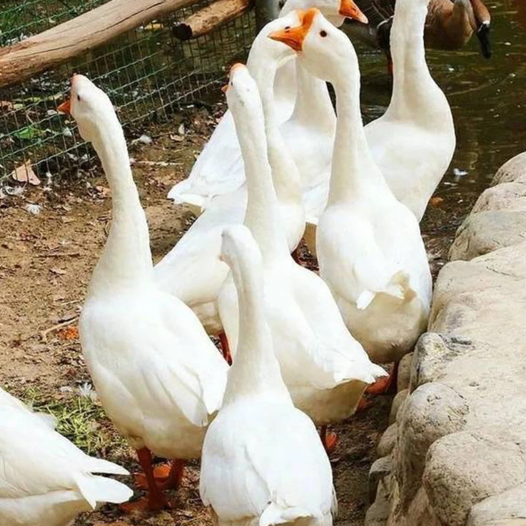 农家散养溜达大鹅