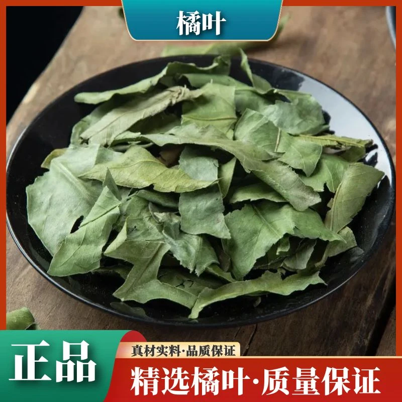 橘叶精选优质桔子叶正宗新鲜晒干金桔叶橘子叶250g500g叶菜干净
