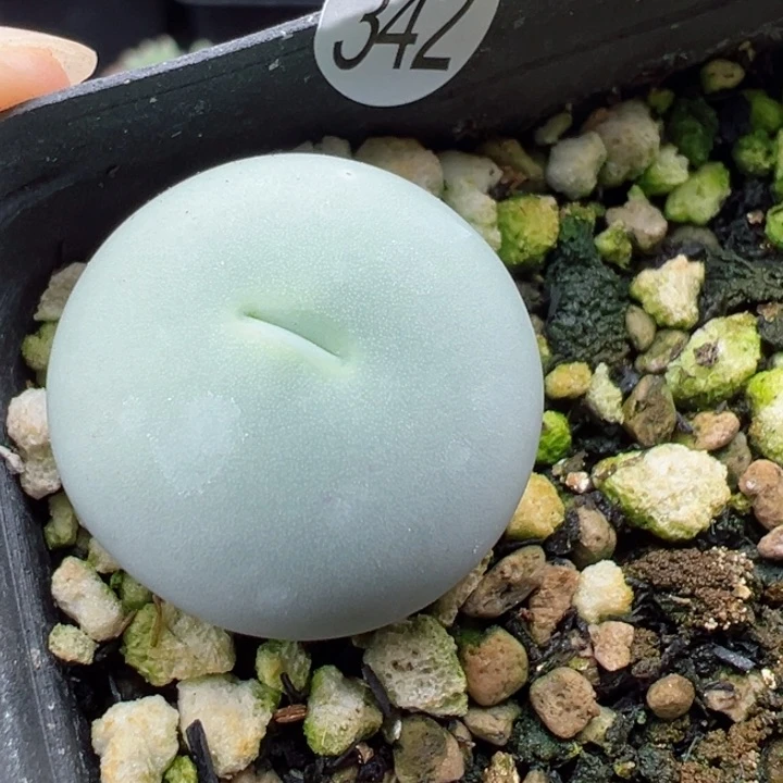 342号111111111111111