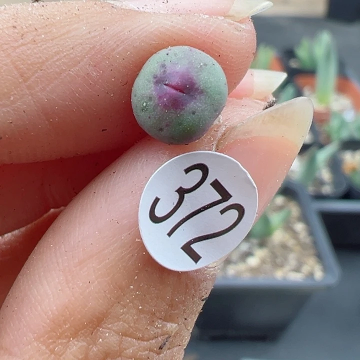 372号11111111111111