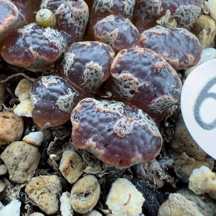 番*酱69号1111111111111