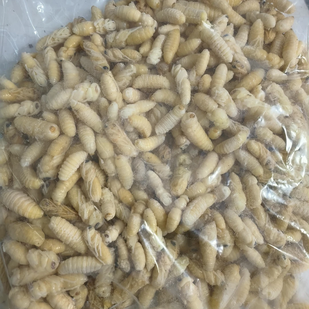 一二级虎头蜂蛹三四级虎头蜂蛹