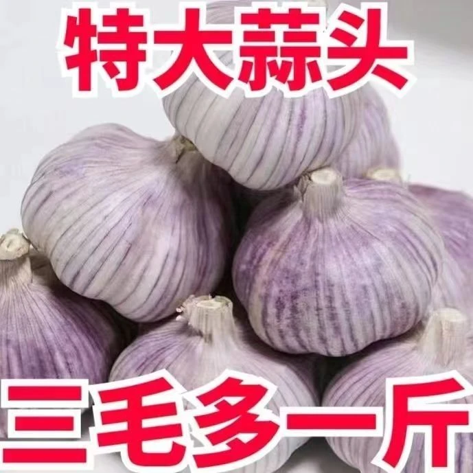 【新店半价】正宗金乡紫皮大蒜3/5斤产地直销新干大蒜非珍珠独头蒜
