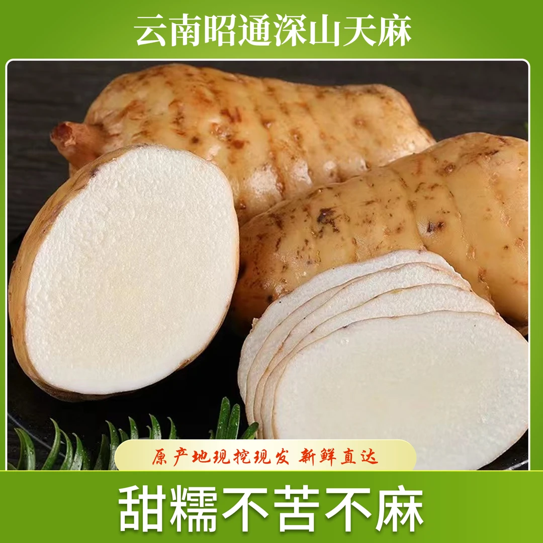 云南昭通小草坝原生态仿野生林下种植小草坝特产新鲜天麻
