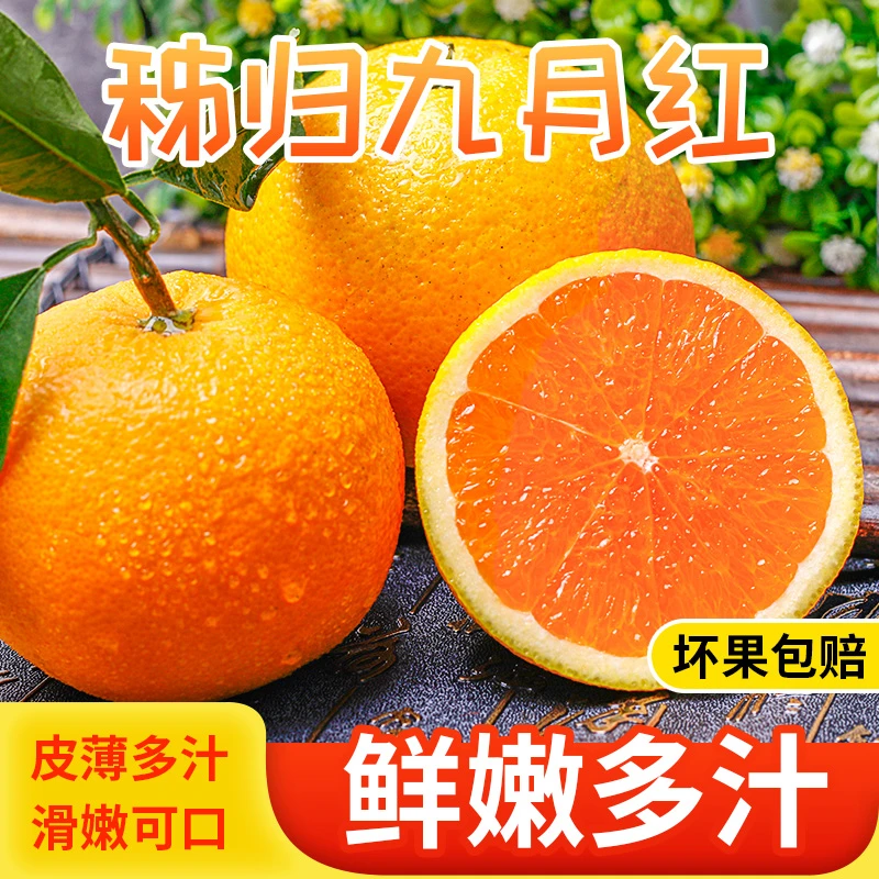 秭归九月红果冻橙当季新鲜橙子现摘水果酸酸甜甜3斤/5斤9斤包邮