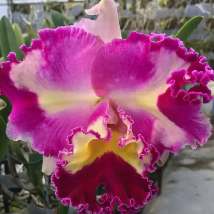 卡特兰现货插角覆轮大花 Rlc. Chinese Beauty明珠室内办公室洋兰
