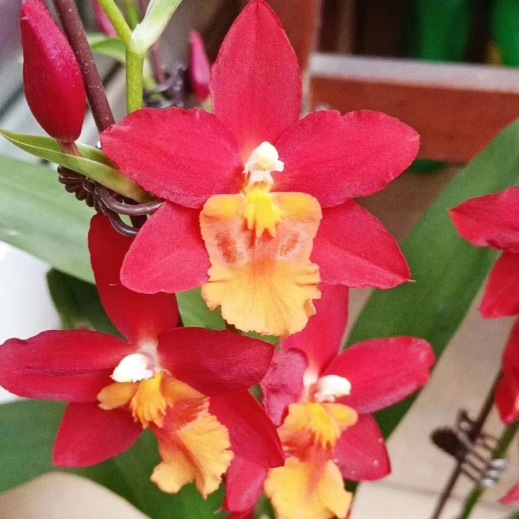 慧心兰文心兰跳舞兰原盆连体带花苞室内办公室花卉绿植盆栽洋兰花