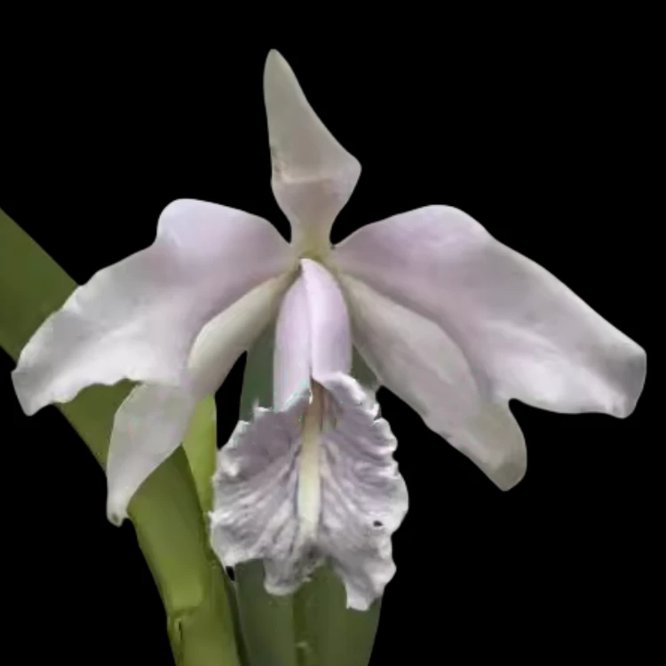 卡特兰现货原卡蓝马西马原盆原土连体苗成年开花苗办公室阳台洋兰