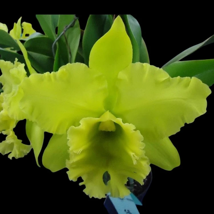 卡特兰柠檬香绿色大花Rlc. Sung Ya Green东方绿原盆今年开花大苗