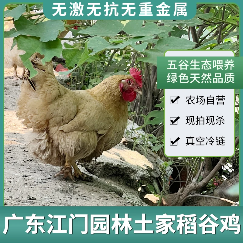 【鲜和友】广东江门散养生鸡园林新鲜整鸡