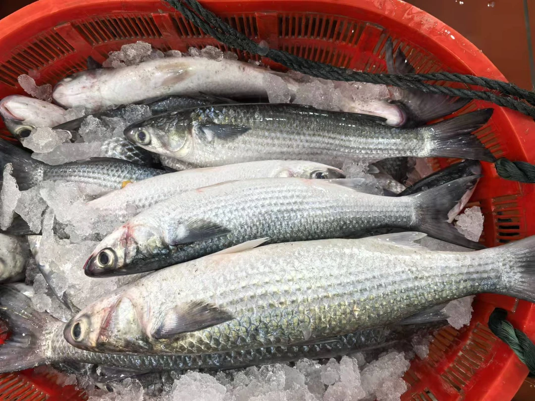 乌头鱼 新鲜现称 顺丰到家