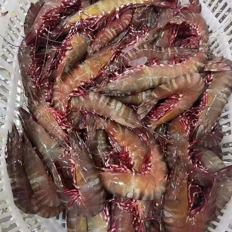 【直播现称】红爪虾   冷运到家