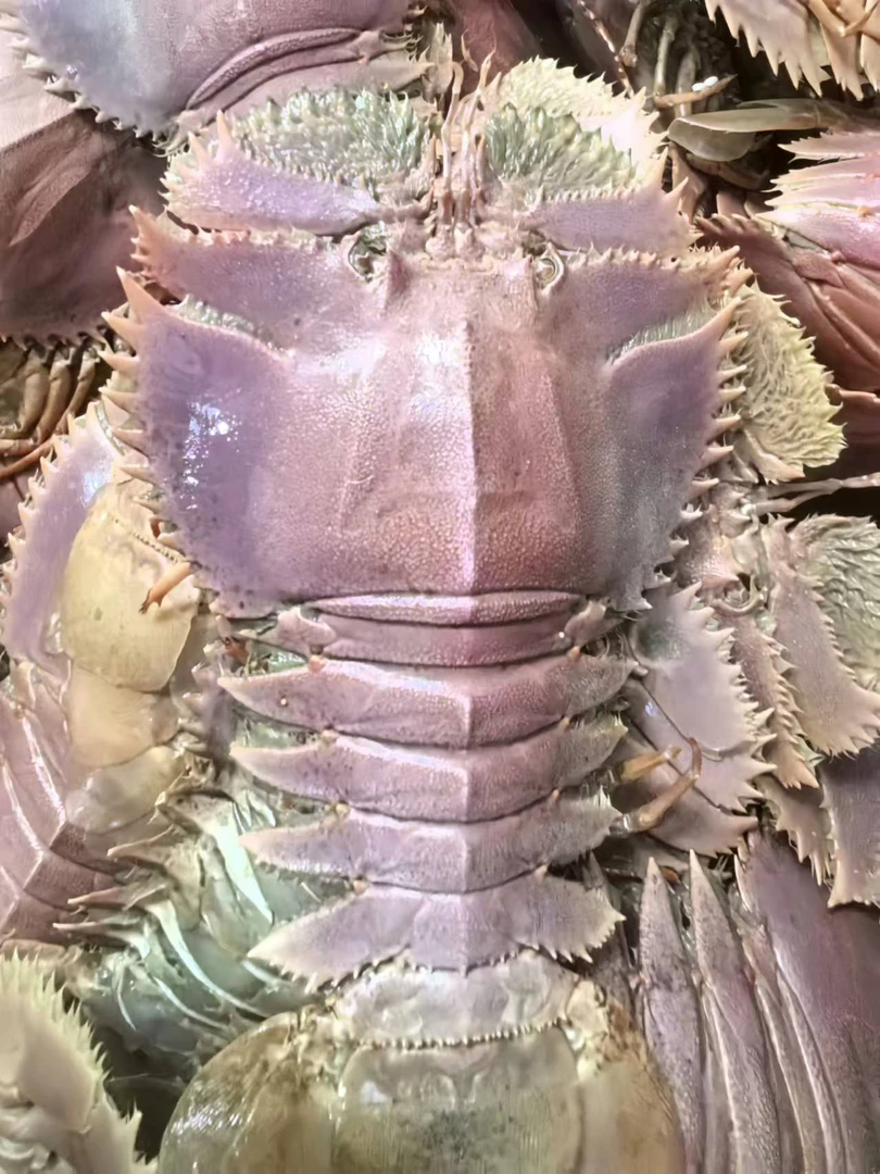 琵琶虾 【直播现称】现称鱼/虾/蟹等海鲜 福建厦门 顺丰包邮
