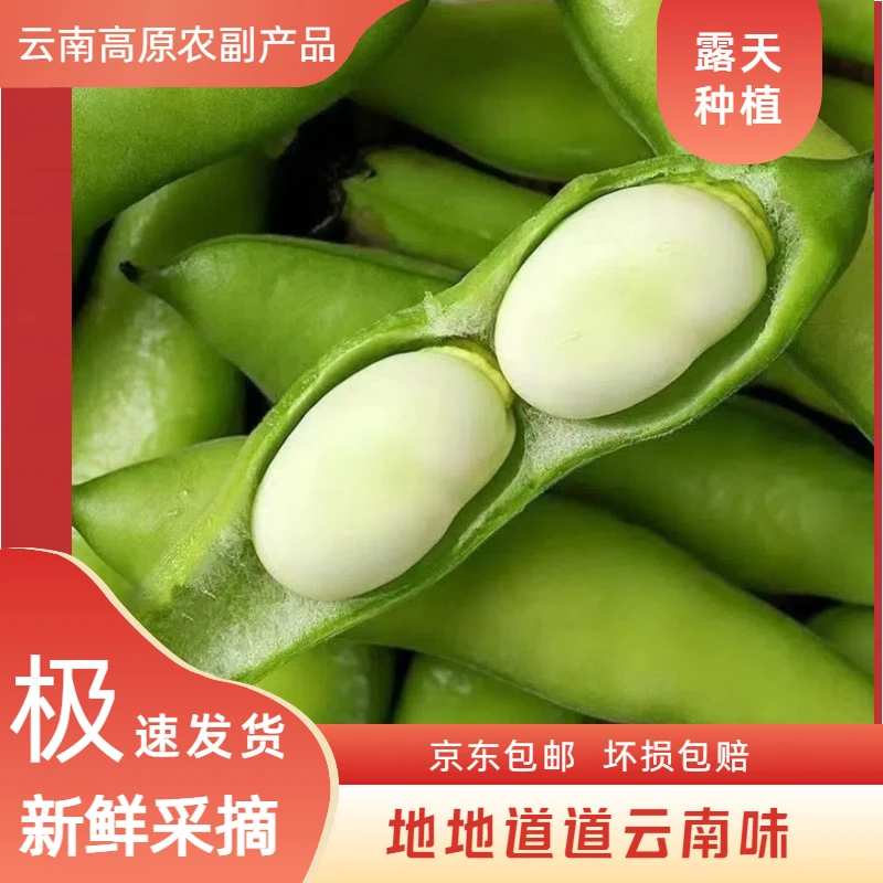 云南现采摘新鲜蚕豆农家露天种植罗汉豆胡豆应季蔬菜京东包邮