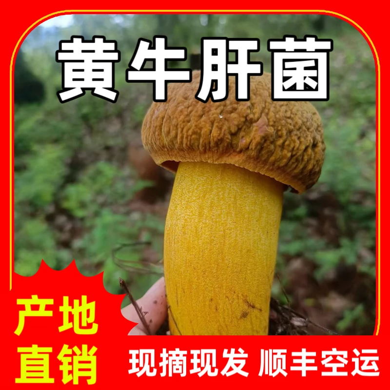 云南新鲜野生菌黄赖头黄牛肝菌黄香菌1斤2斤4斤顺丰空运包邮