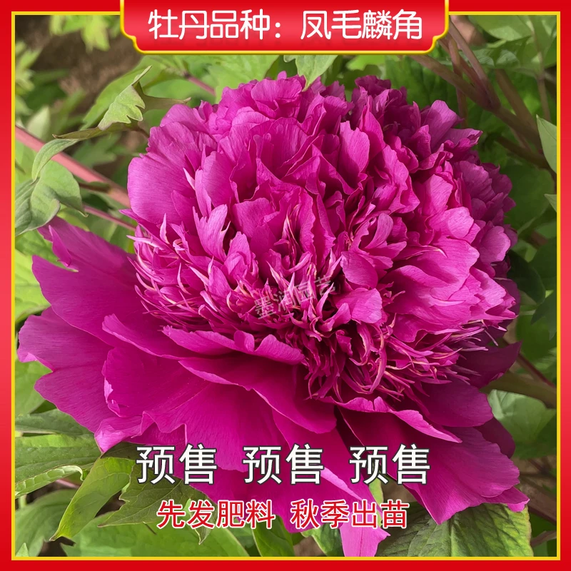 牡丹【凤毛麟角】菏泽观赏牡丹花苗 庭院地栽 阳台盆栽