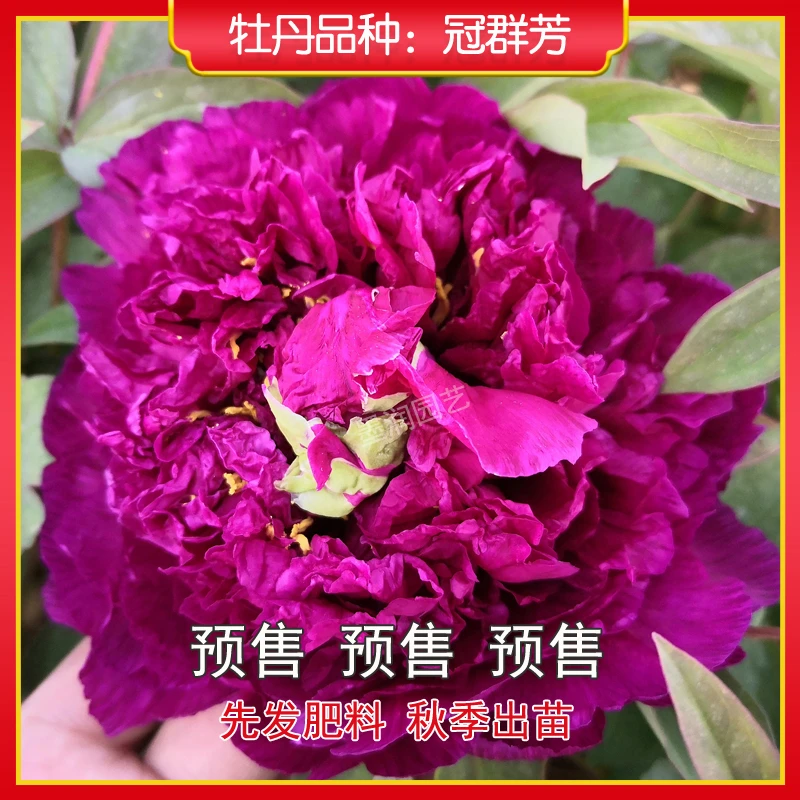 牡丹【冠群芳】菏泽观赏牡丹花苗 庭院地栽 阳台盆栽