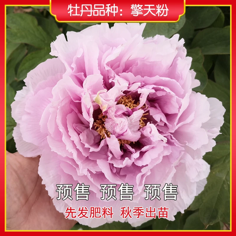 牡丹【擎天粉】菏泽观赏牡丹花苗 庭院地栽 阳台盆栽