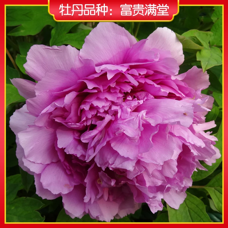 牡丹【富贵满堂】山东菏泽正宗观赏牡丹花苗 庭院地栽 阳台盆栽