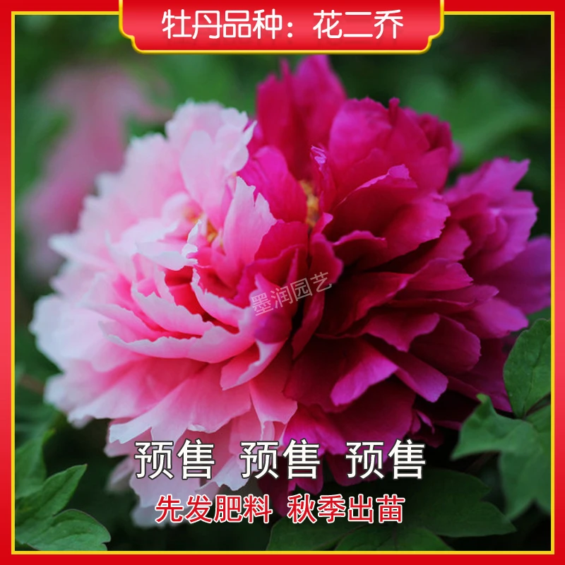 牡丹【花二乔】菏泽观赏牡丹花苗 庭院地栽 阳台盆栽