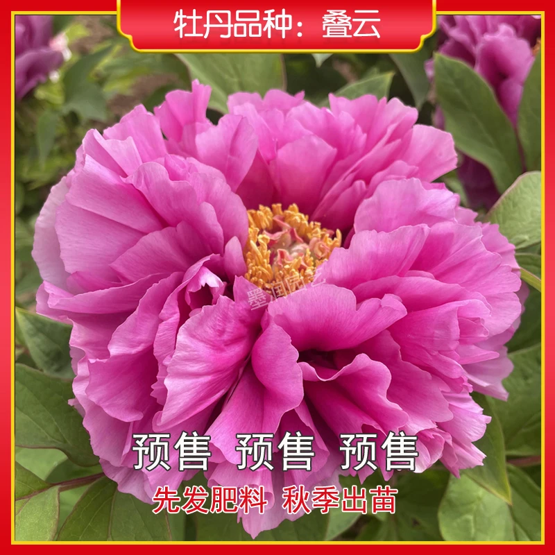 牡丹【叠云】菏泽观赏牡丹花苗 庭院地栽 阳台盆栽