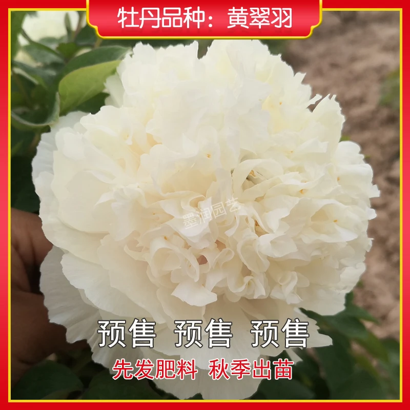 牡丹【黄翠羽】菏泽观赏牡丹花苗 庭院地栽 阳台盆栽