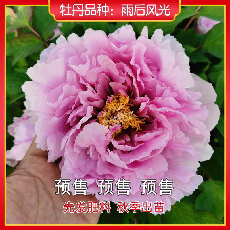 牡丹【雨后风光】菏泽观赏牡丹花苗 庭院地栽 阳台盆栽