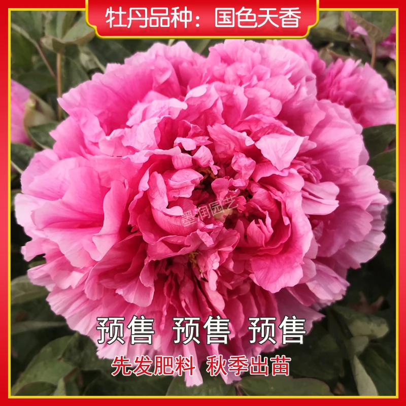 牡丹【国色天香】菏泽观赏牡丹花苗 庭院地栽 阳台盆栽