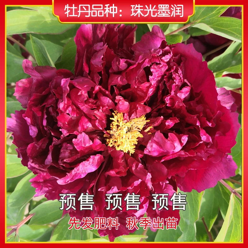 牡丹【珠光墨润】菏泽观赏牡丹花苗 庭院地栽 阳台盆栽