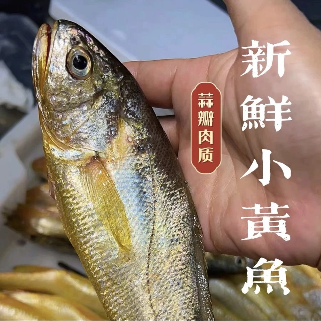 舟山野生细鳞小黄鱼 3斤 新鲜到港码头货 码头直邮