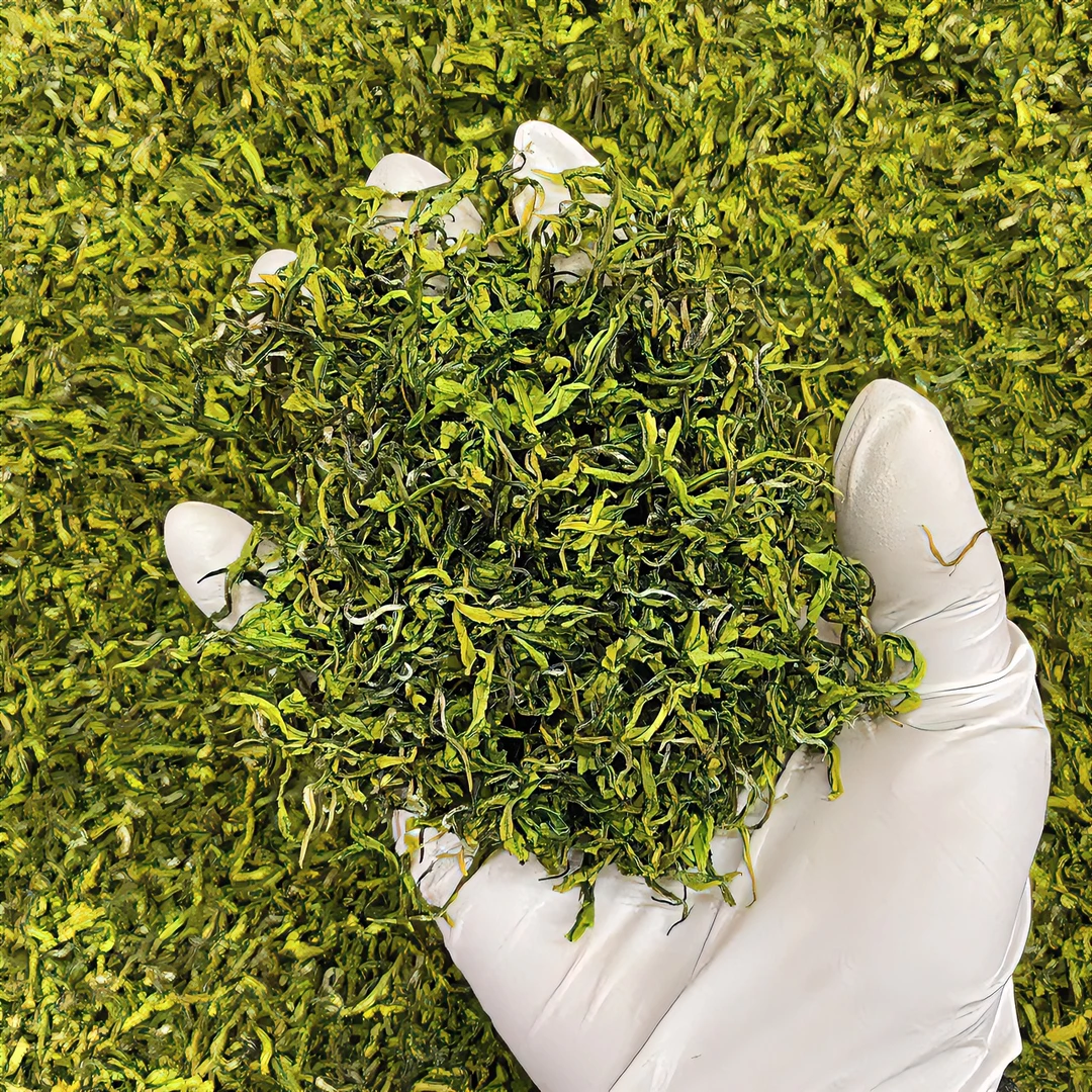 头春花香手工白茶.白玉鲜2A款 (2024新茶)花香果韵鲜醇香高山绿茶