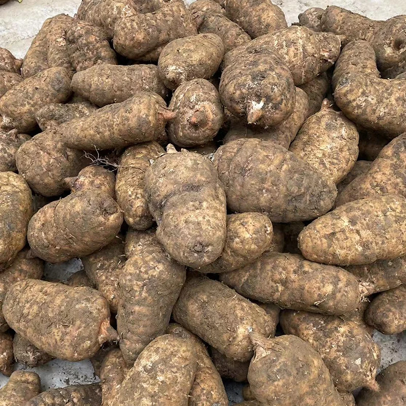 鑫水月小草坝新鲜天麻8-12个一斤好吃美味原生态小草坝天麻精选