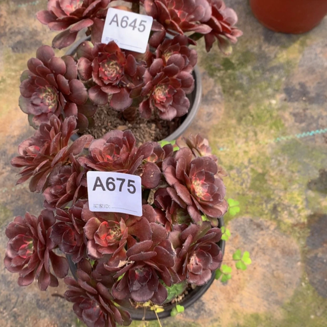 【闪购商品】红陶20CM（含）-50CM（不含）645.675