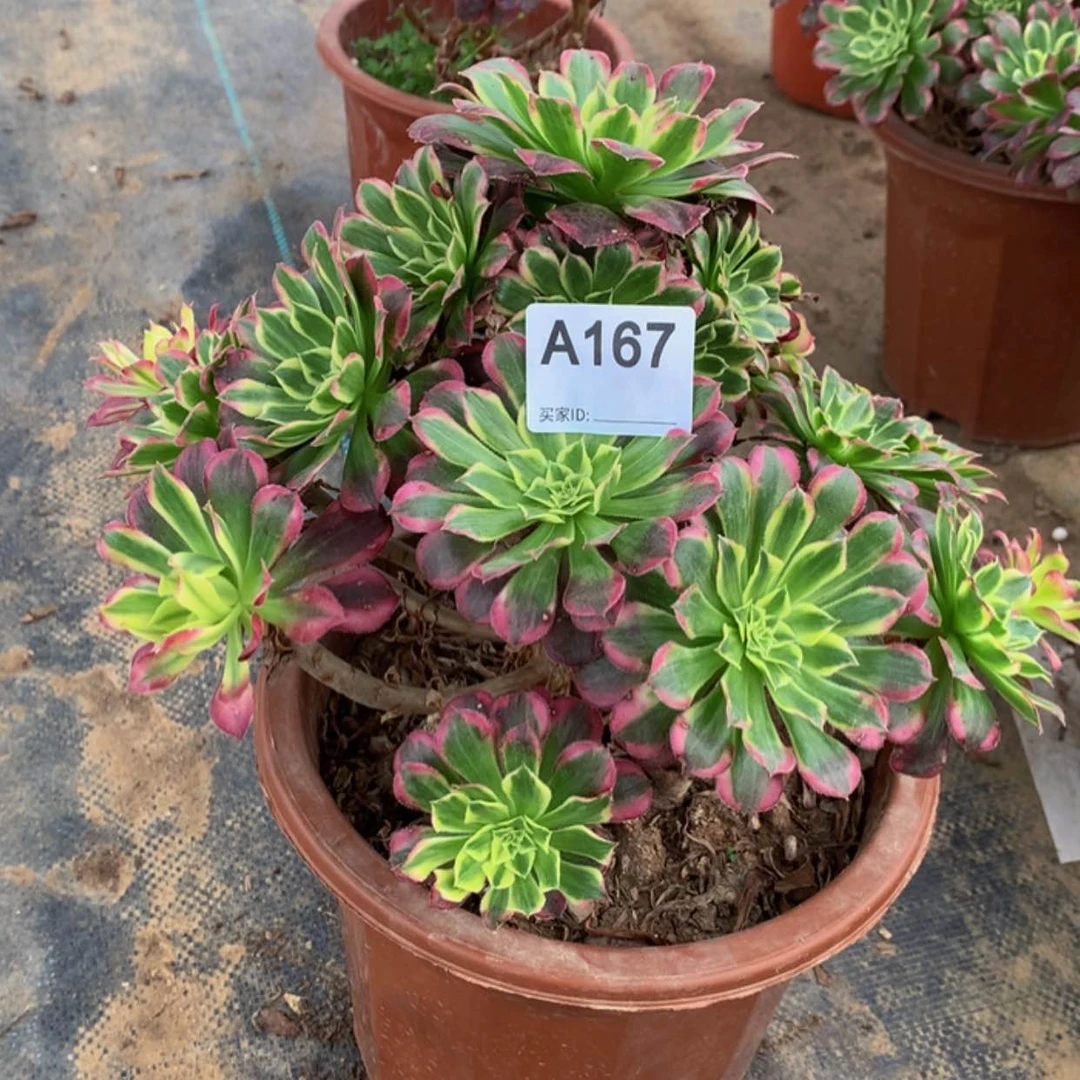 【闪购商品】167天合