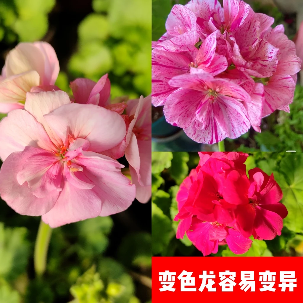 【变色龙】直立天竺葵带花苞发货花盆栽苗阳台庭院多季开花多分支一