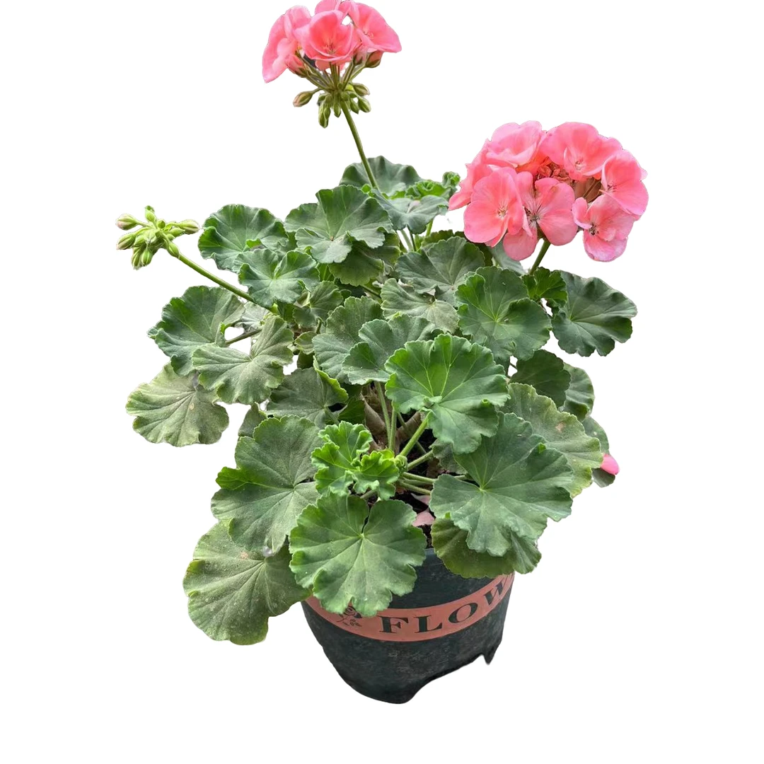 【加仑盆老桩】直立天竺葵带花苞原盆花卉盆栽苗阳台庭院多季开花耐