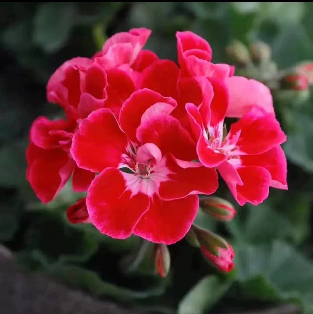 【红宝石】直立天竺葵带花苞发货花卉盆栽苗阳台庭院多季开花耐阴植