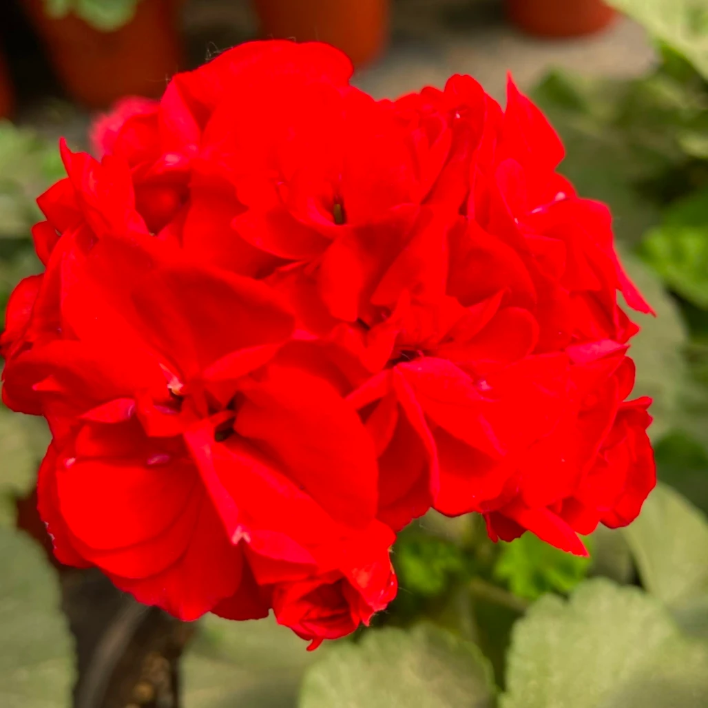 【中国红】直立天竺葵带花苞发货花盆栽苗阳台庭院多季开花耐阴植物