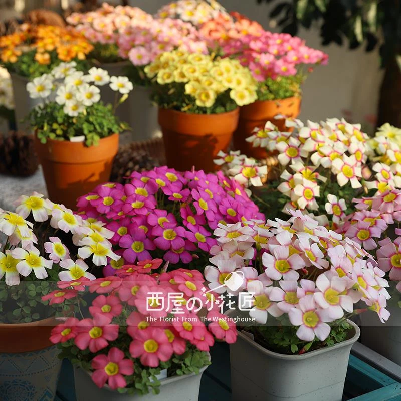 西屋的小花匠 种球 新品【ob系列合集二】多年生秋植酢浆草球根
