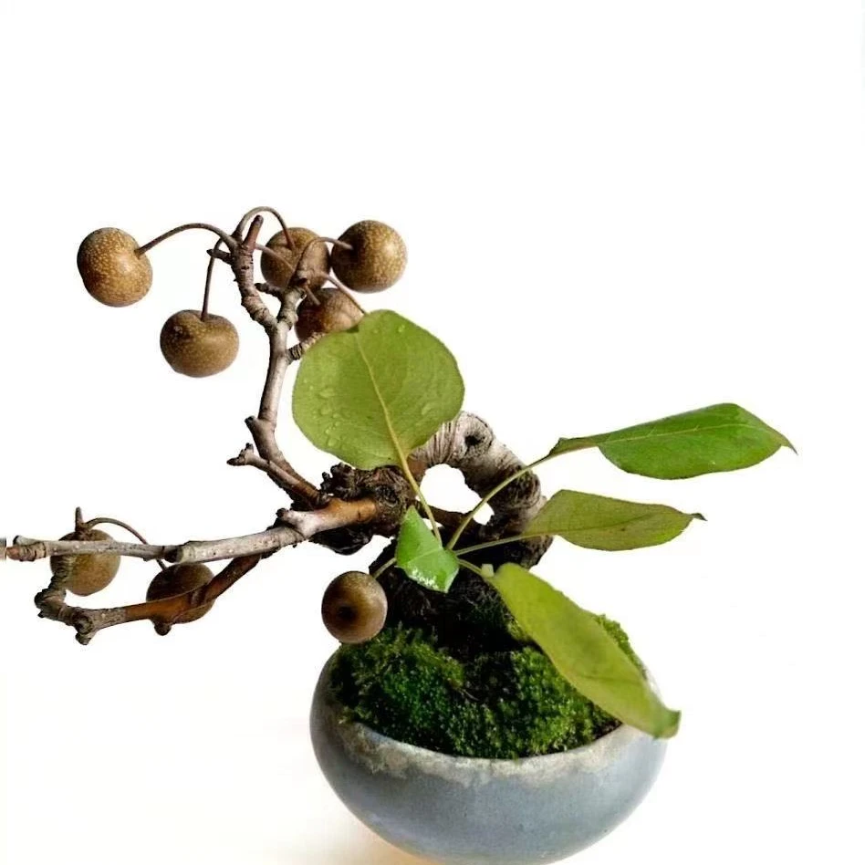 一物一拍，花梨造型精品盆景地栽盆栽室内室外阳台种植（不包邮）