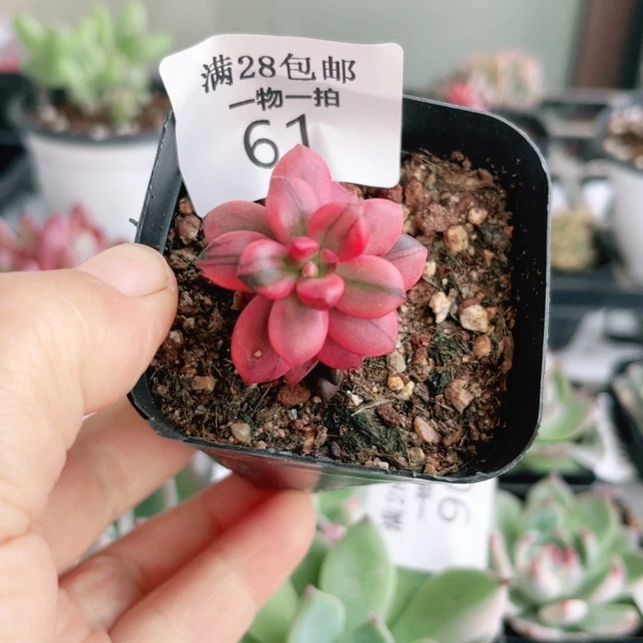 黑美人锦多肉植物