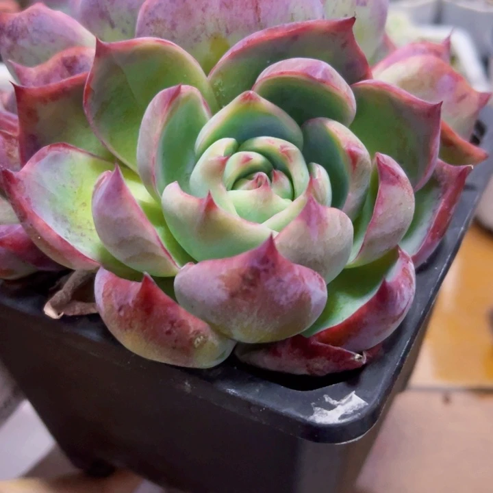 132惊鸿仙子多肉植物