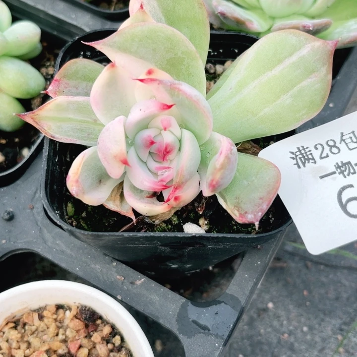 吉娃娃锦多肉植物62