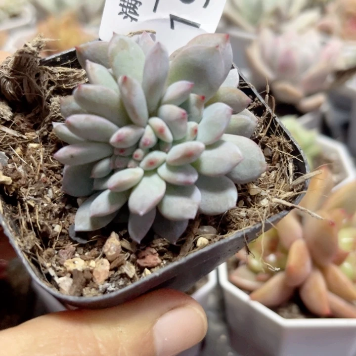 橙子缀多肉植物197