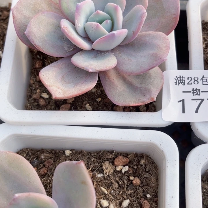 奶茶多肉植物177