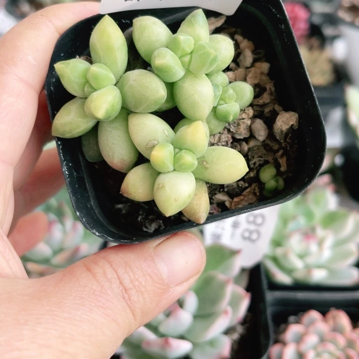 千代田全锦多肉植物11